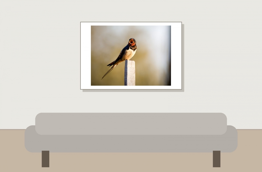 Hirundo Rustica — Rosnay — 60 × 40 cm