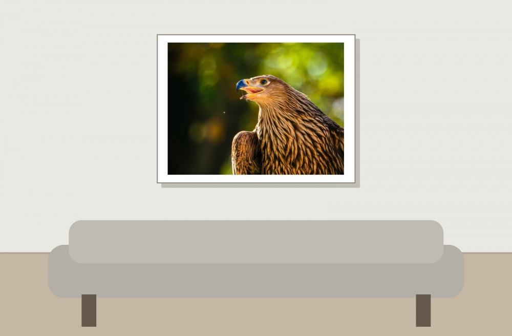Aquila Chrysaetos — 20251014 — 40 × 30 cm