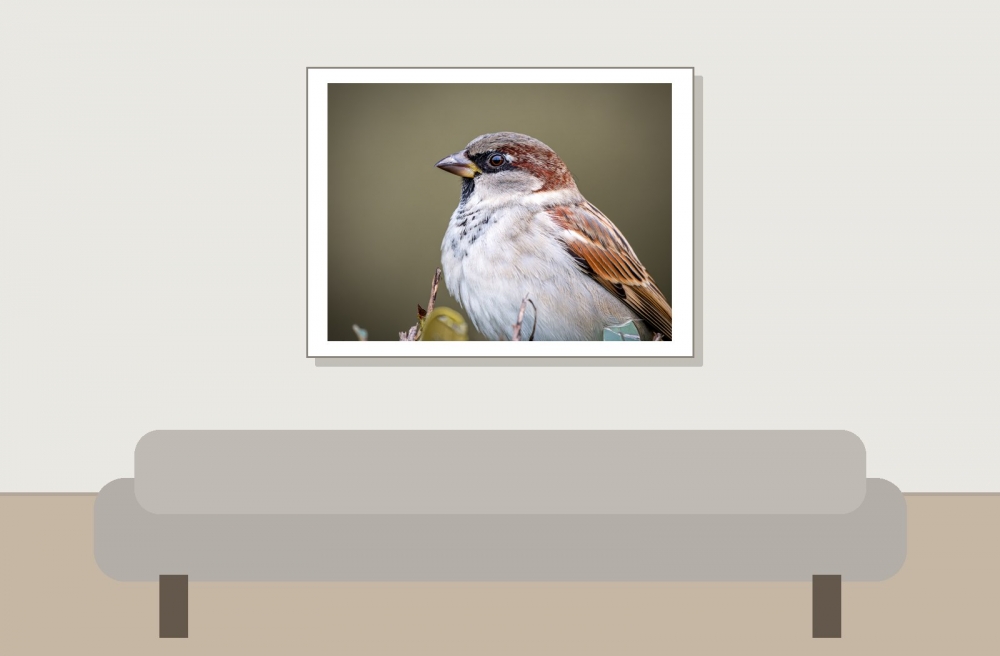 House Sparrow in 20251201 — 40 × 30 cm