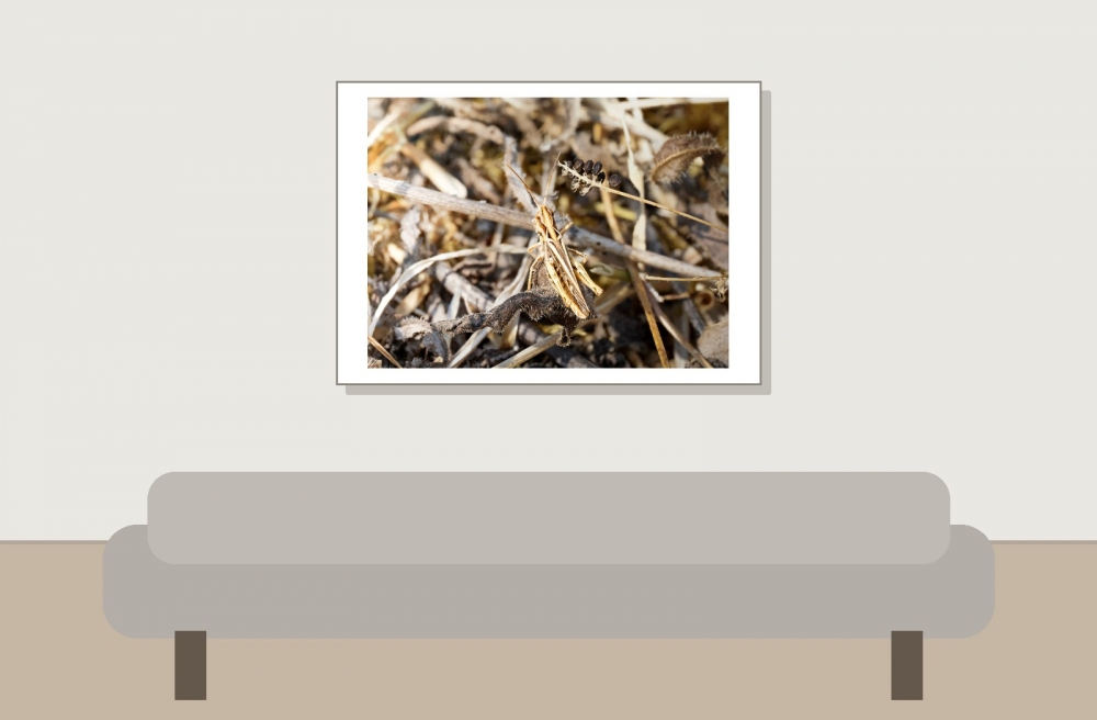 Chorthippus Biguttulus Group — Venoy — 70 × 50 cm