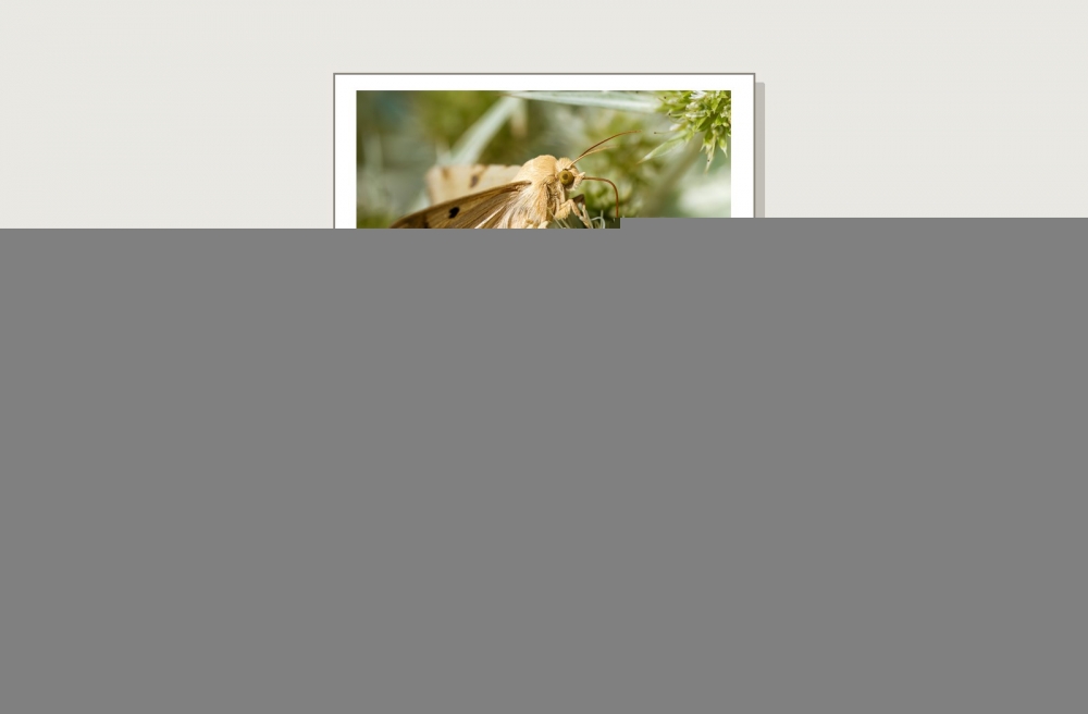 Heliothis Peltigera — Venoy — 40 × 30 cm