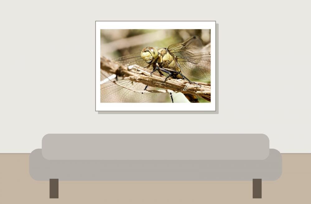 Black-tailed Skimmer in 20250516 — 40 × 30 cm