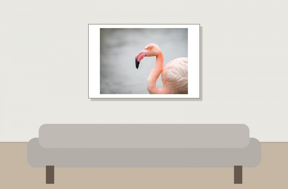 Phoenicopterus Roseus — 20251201 — 60 × 40 cm
