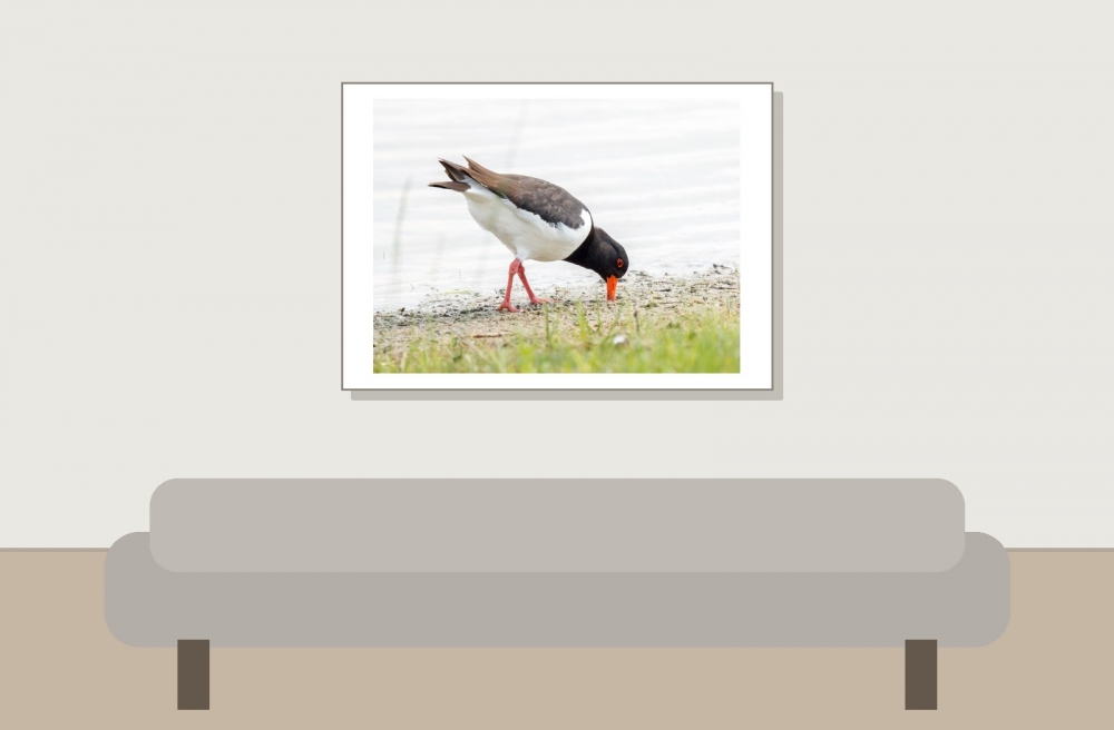 Haematopus Ostralegus — 20250518 — 70 × 50 cm