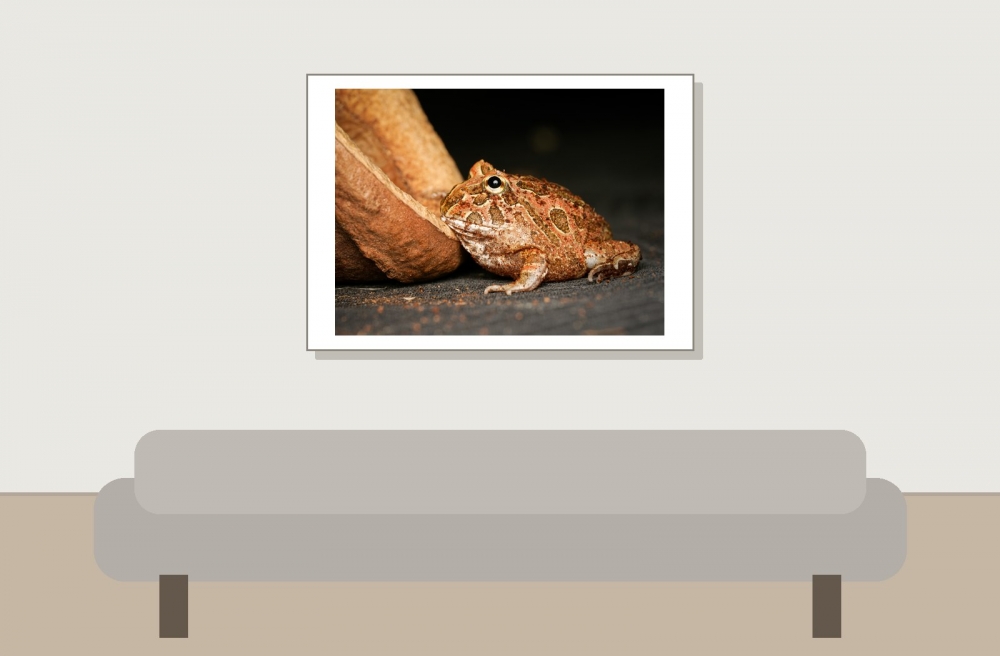 Ceratophrys Cranwelli — 20251115-2025-11-15 — 70 × 50 cm