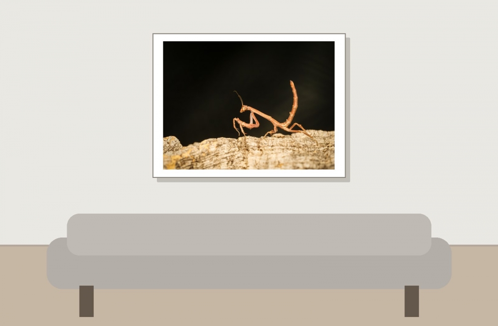 Popa Spurca — 20251115-2025-11-15 — 40 × 30 cm