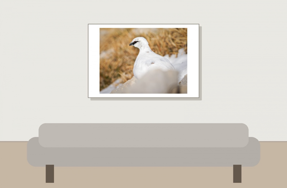 Lagopus Muta 202 — Saint-Agnan-en-Vercors — 60 × 40 cm