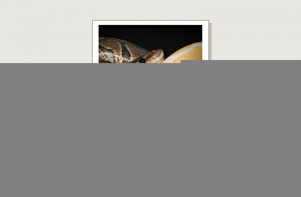 Python Regius — 20251115-2025-11-15 — 40 × 30 cm