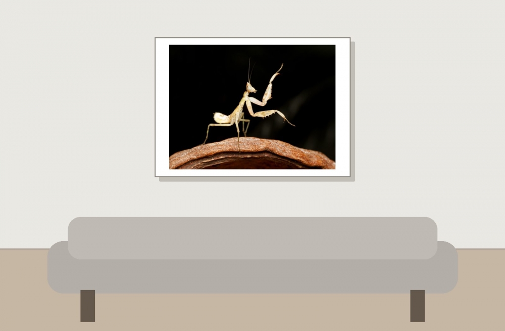 Creobroter Gemmatus — 20251115-2025-11-15 — 70 × 50 cm