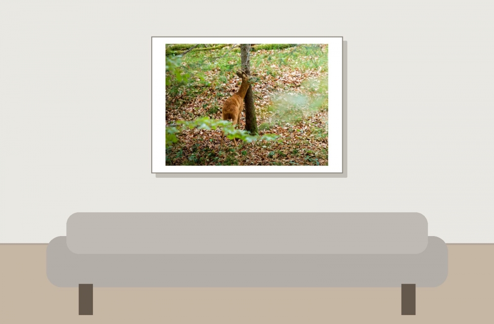 Capreolus Capreolus — Les Planches-en-Montagne — 70 × 50 cm