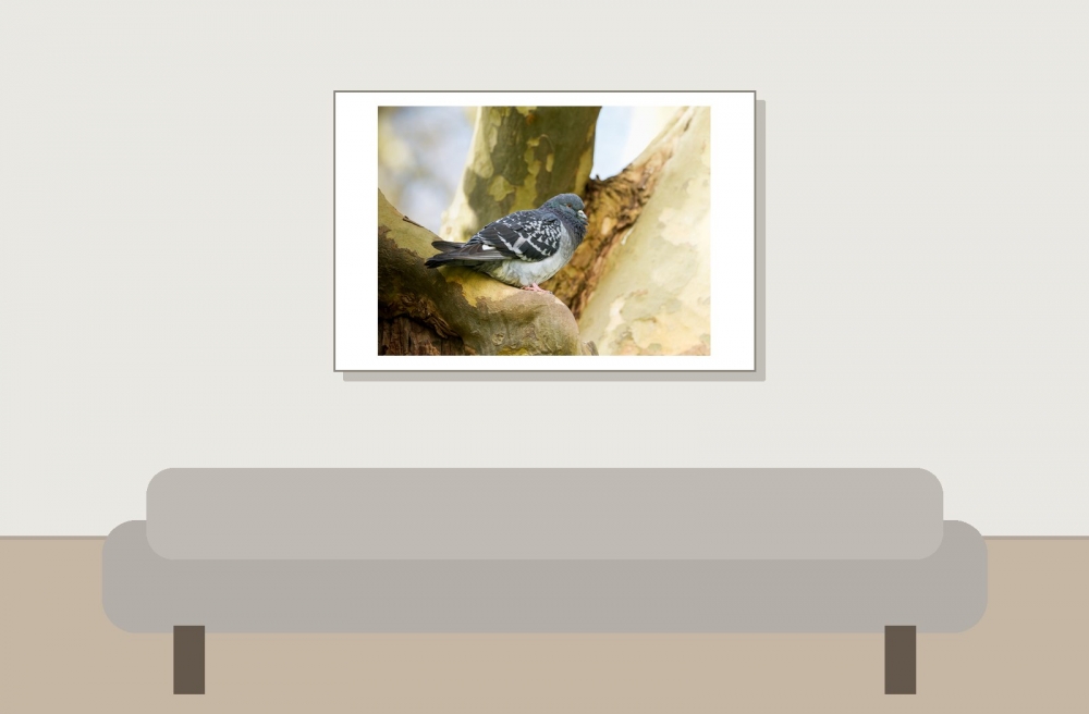 Columba Livia Var. Domestica — Migennes