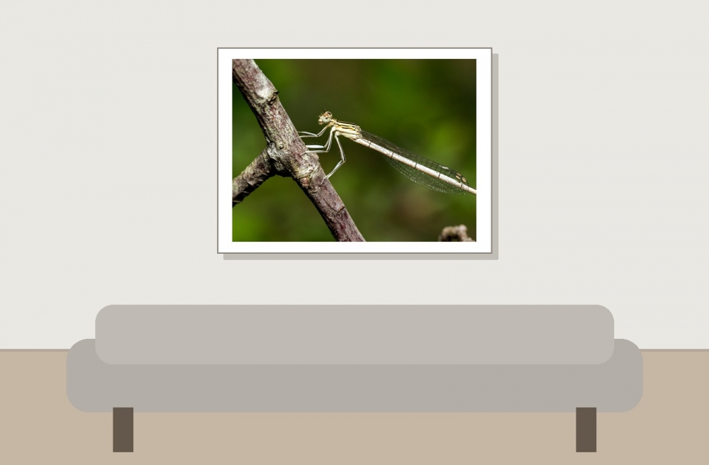 Platycnemis Pennipes — 20250722 — 40 × 30 cm