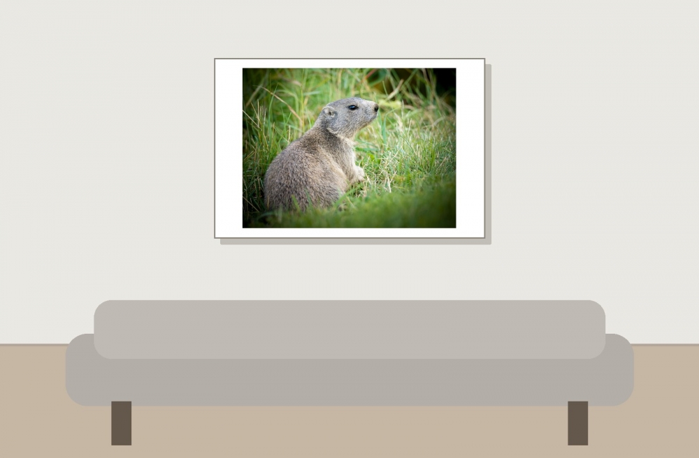 Marmota Marmota — 20250811 — 60 × 40 cm