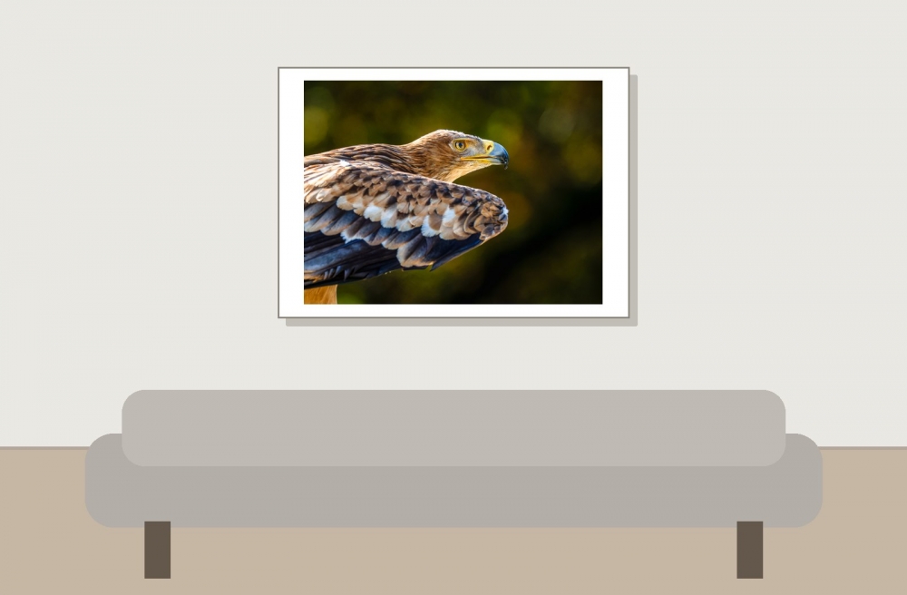 Aquila Chrysaetos — 20251014 — 70 × 50 cm