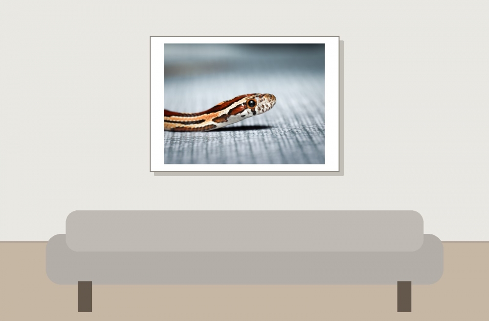 Pantherophis Guttatus — 20251115-2025-11-15 — 70 × 50 cm