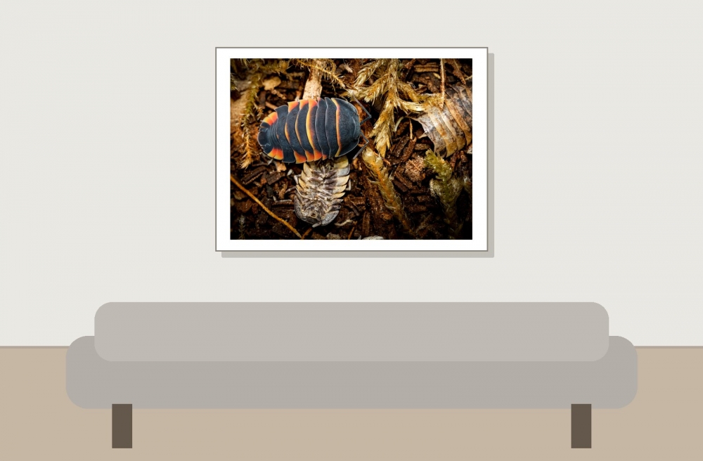 Merulanella Sp Ember Bee — 40 × 30 cm