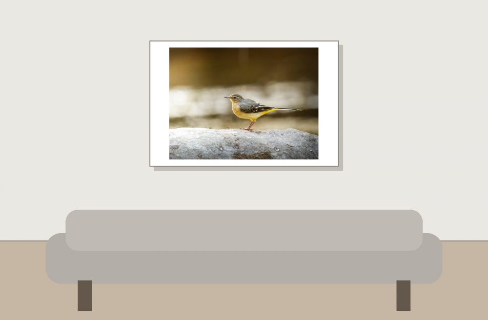 Motacilla Cinerea — Les Planches-en-Montagne — 60 × 40 cm