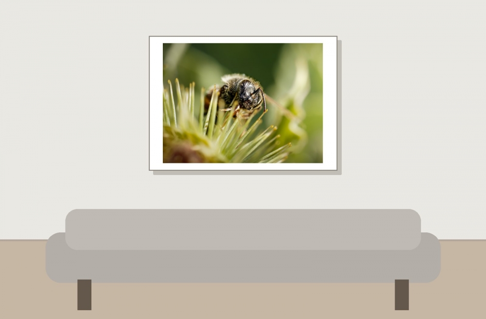 Apis Mellifera — Cheny 