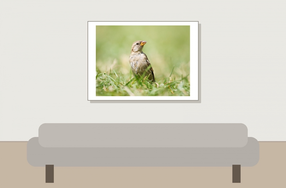 House Sparrow in 20250812 — 70 × 50 cm