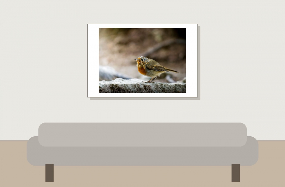 European Robin in Menétrux-en-Joux — 60 × 40 cm
