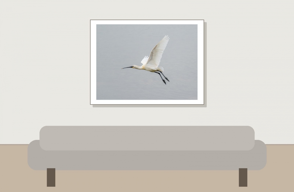 Platalea Leucorodia — 20250518 — 40 × 30 cm