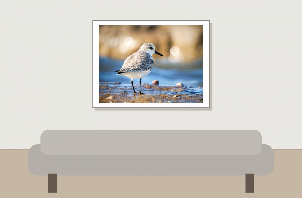 Calidris Alba — 20251205 — 40 × 30 cm