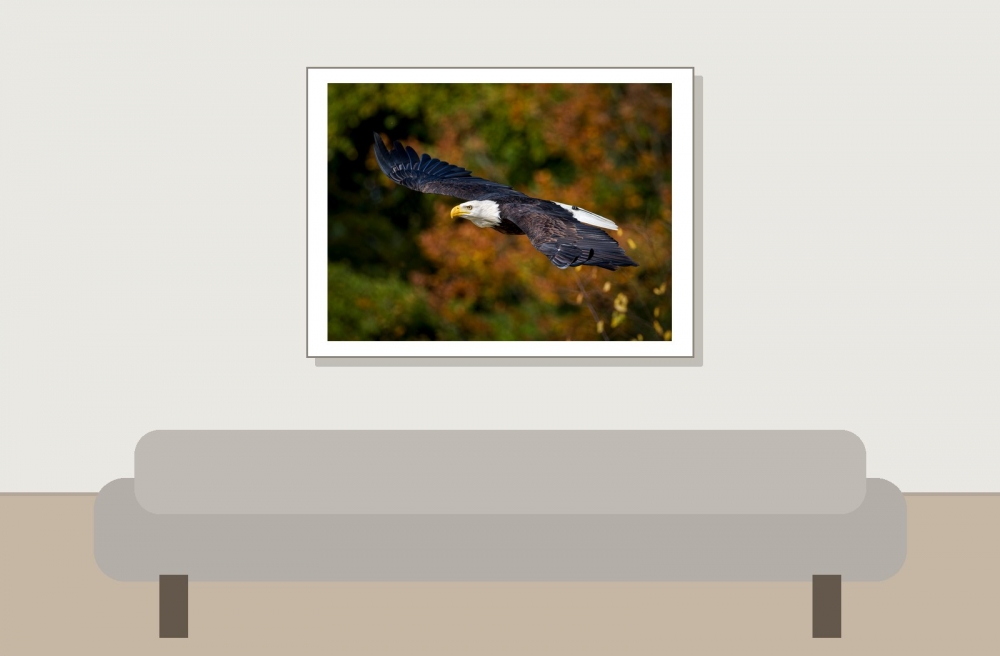 Haliaeetus Leucocephalus — 20251014 — 40 × 30 cm
