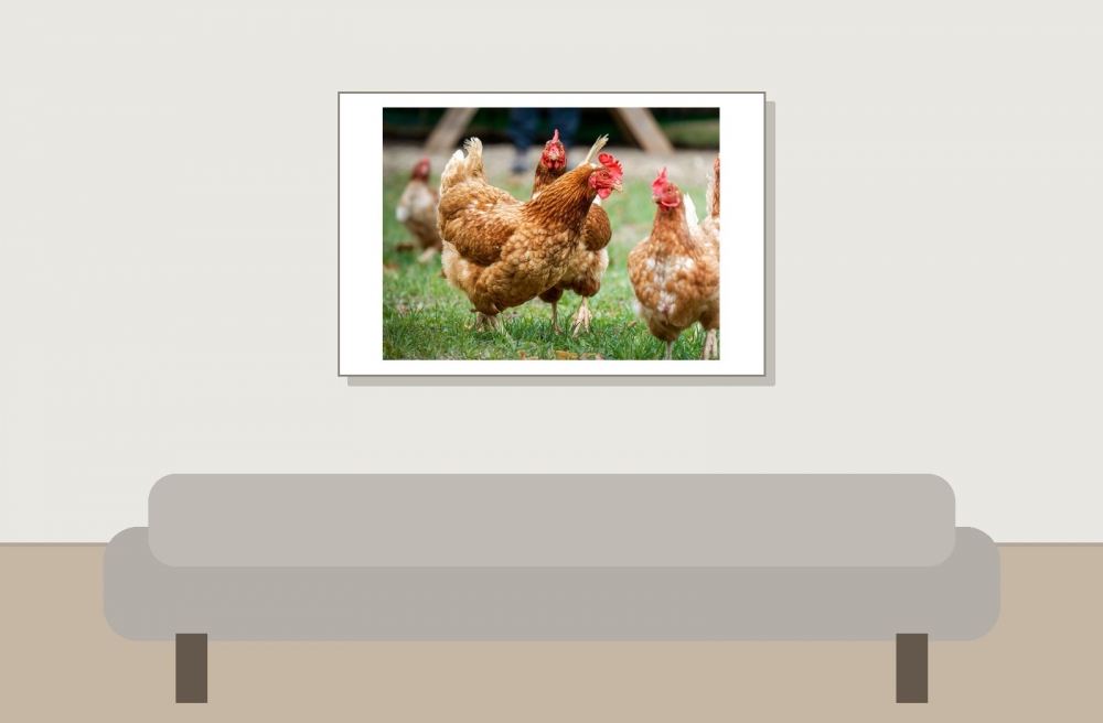 Gallus Gallus F. Domesticus — Les Planches-en-Montagne — 60 × 40 cm