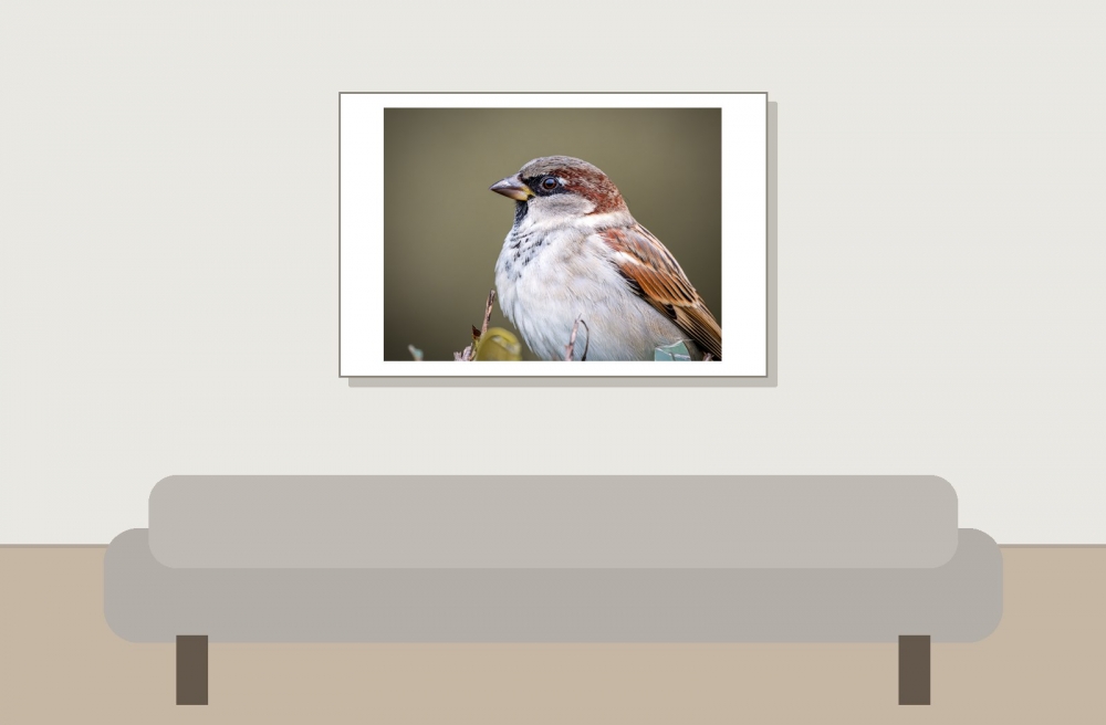 House Sparrow in 20251201 — 60 × 40 cm