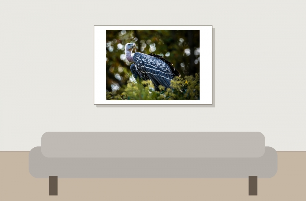 Gyps Fulvus — 20251014 — 60 × 40 cm