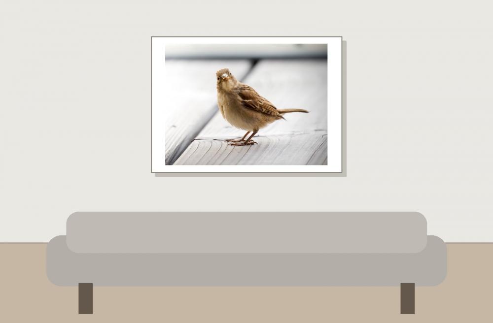 House Sparrow in Tignes — 70 × 50 cm