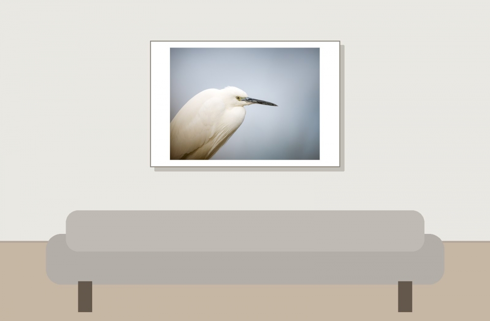 Larus Michahellis — 20251201 — 60 × 40 cm