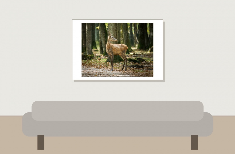 Cervus Elaphus — 20251014 — 60 × 40 cm