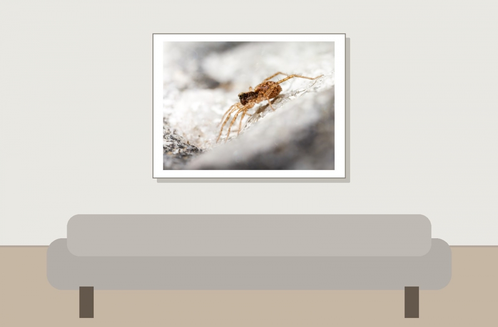 Pardosa Spec. — Les Bordes — 40 × 30 cm