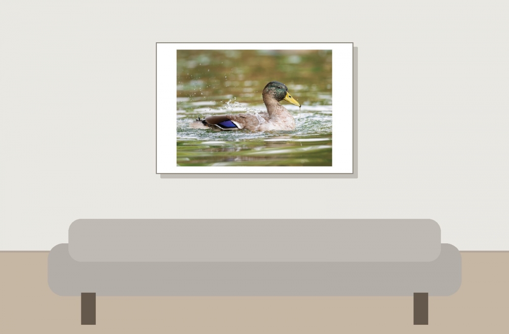 Anas Platyrhynchos — Bois de Boulognes — 60 × 40 cm