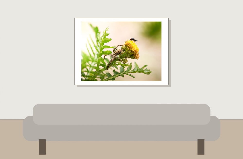 Pisaura Mirabilis & Chloropidae Indet — Les Planches-en-Montagne — 70 × 50 cm