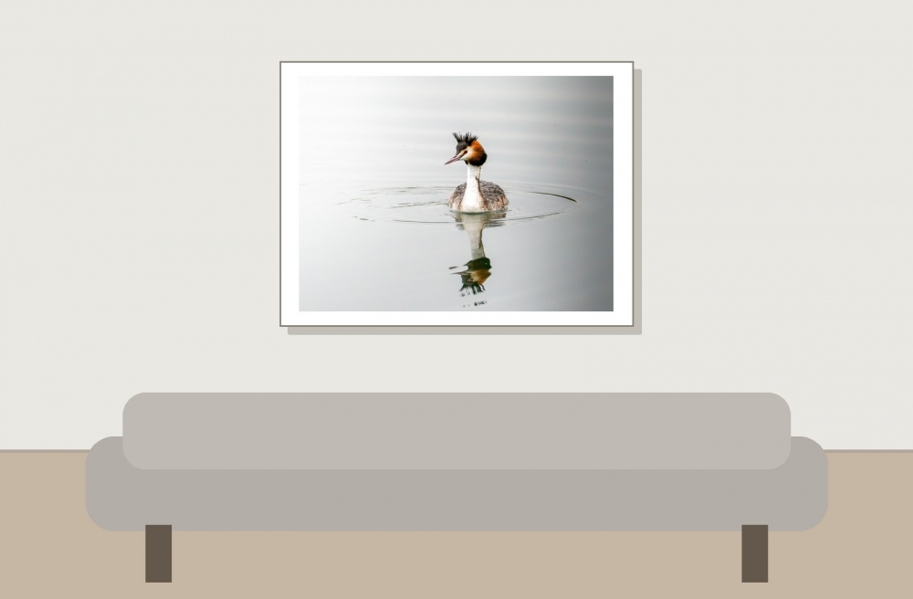 Podiceps Cristatus — Congis-sur-Thérouanne 