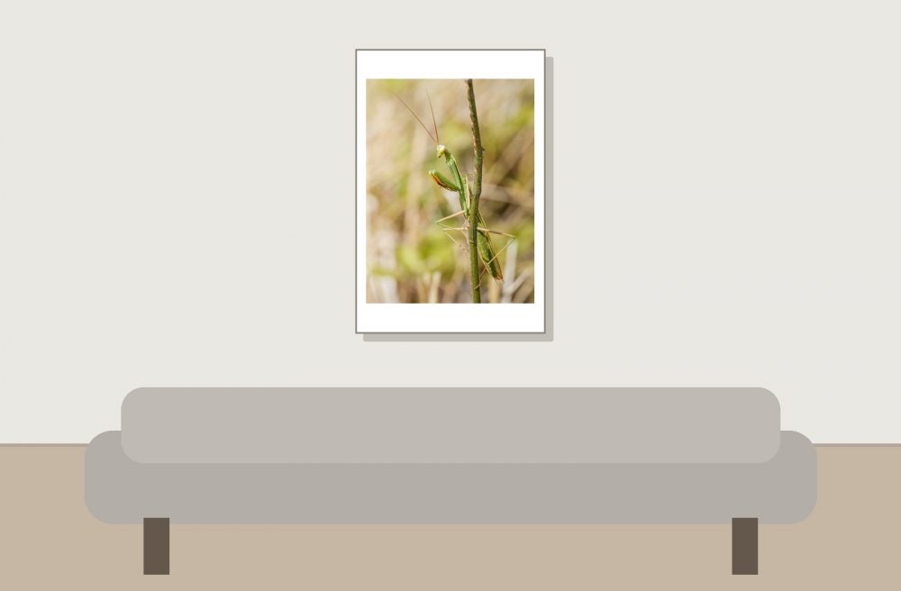 European Praying Mantis in Venoy — 40 × 60 cm