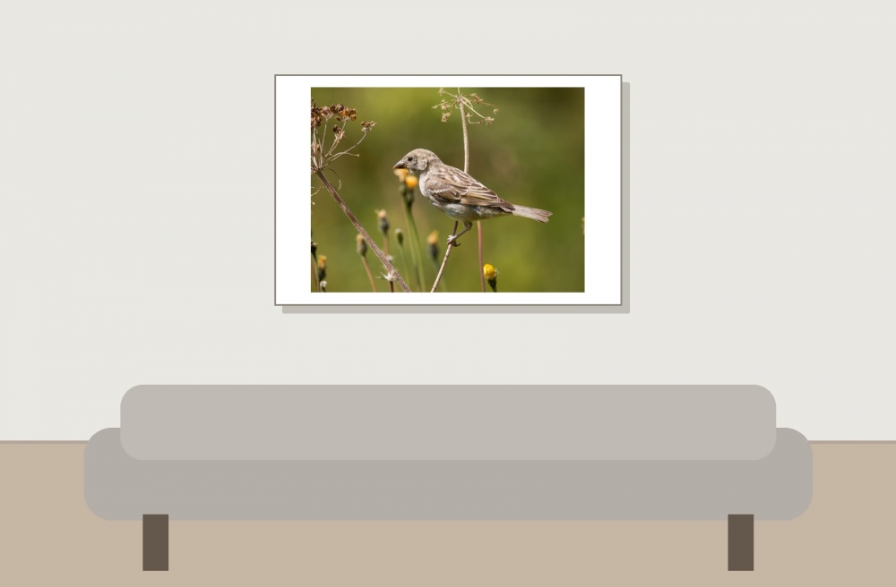 House Sparrow in 20250812 — 60 × 40 cm