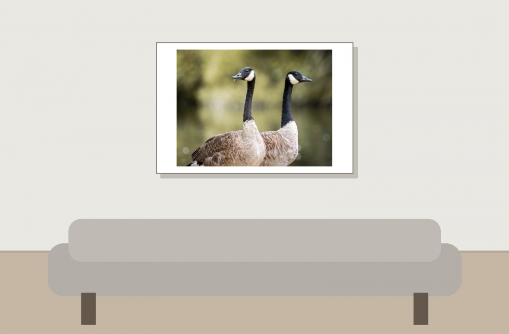 Branta Canadensis — Bois de Boulognes — 60 × 40 cm