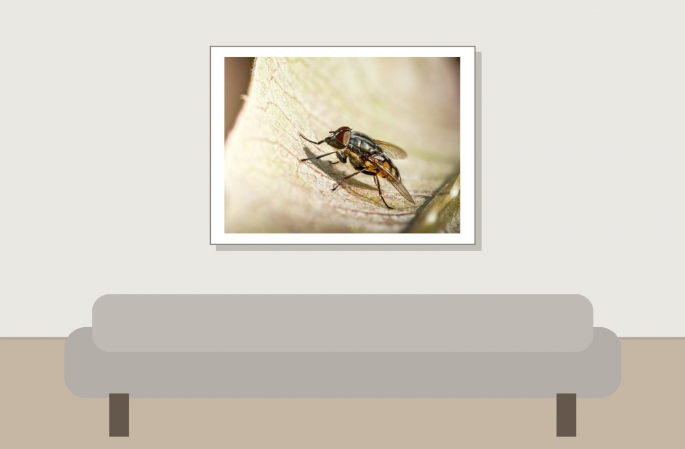 Stomorhina Lunata — Cheny — 40 × 30 cm