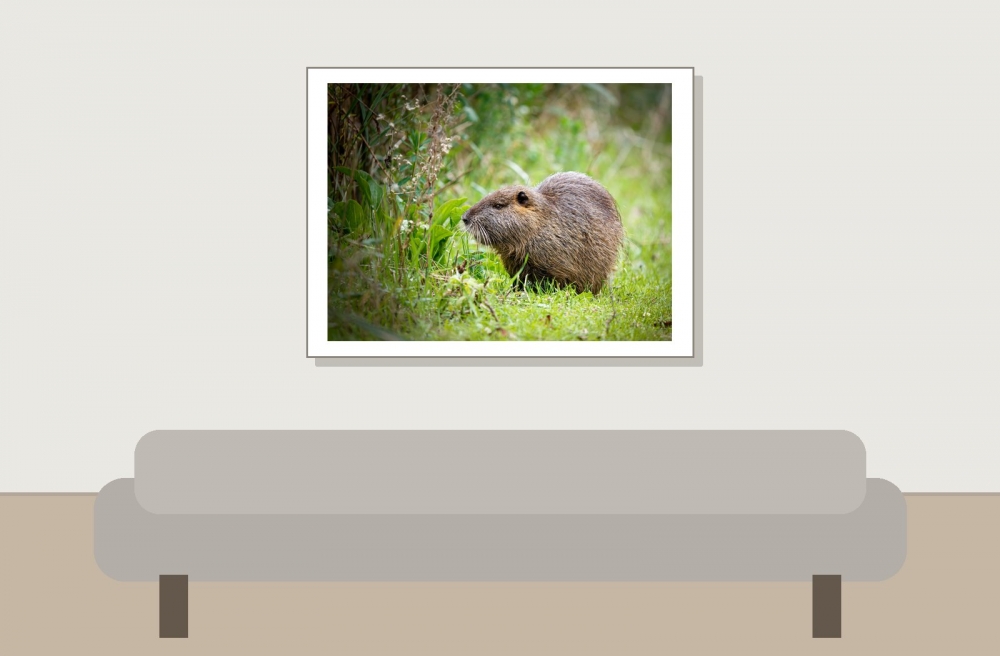 Myocastor Coypus — 20251201 — 40 × 30 cm