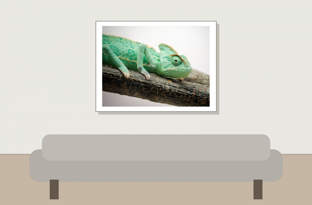 Calyptratus — 20251115-2025-11-15 — 40 × 30 cm