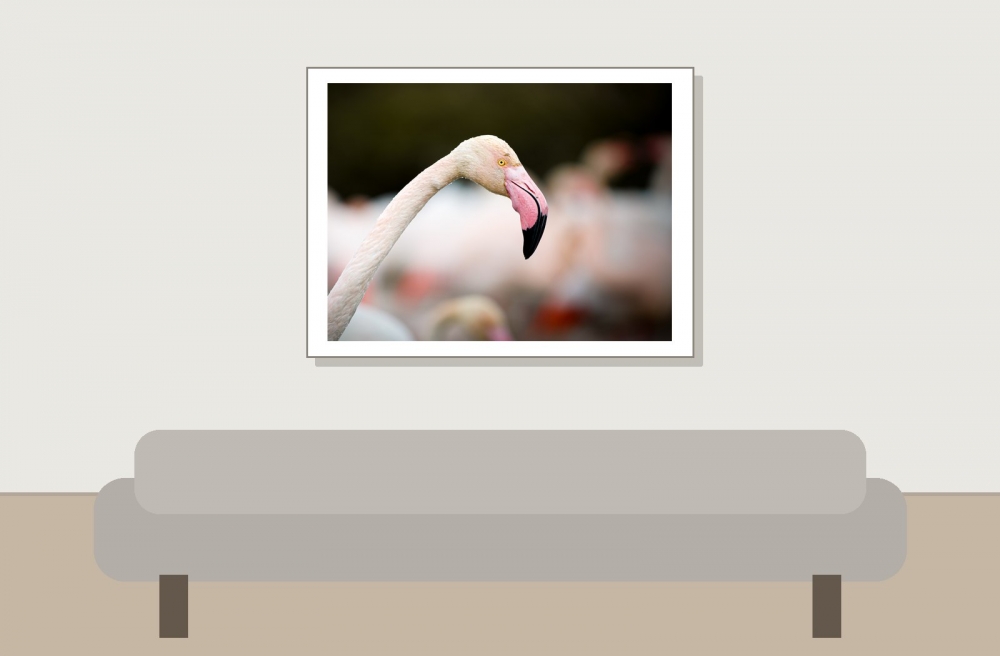 Phoenicopterus Roseus — 20251201 — 40 × 30 cm