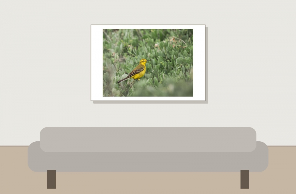 Motacilla Flava Flavissima — 20250518 — 60 × 40 cm