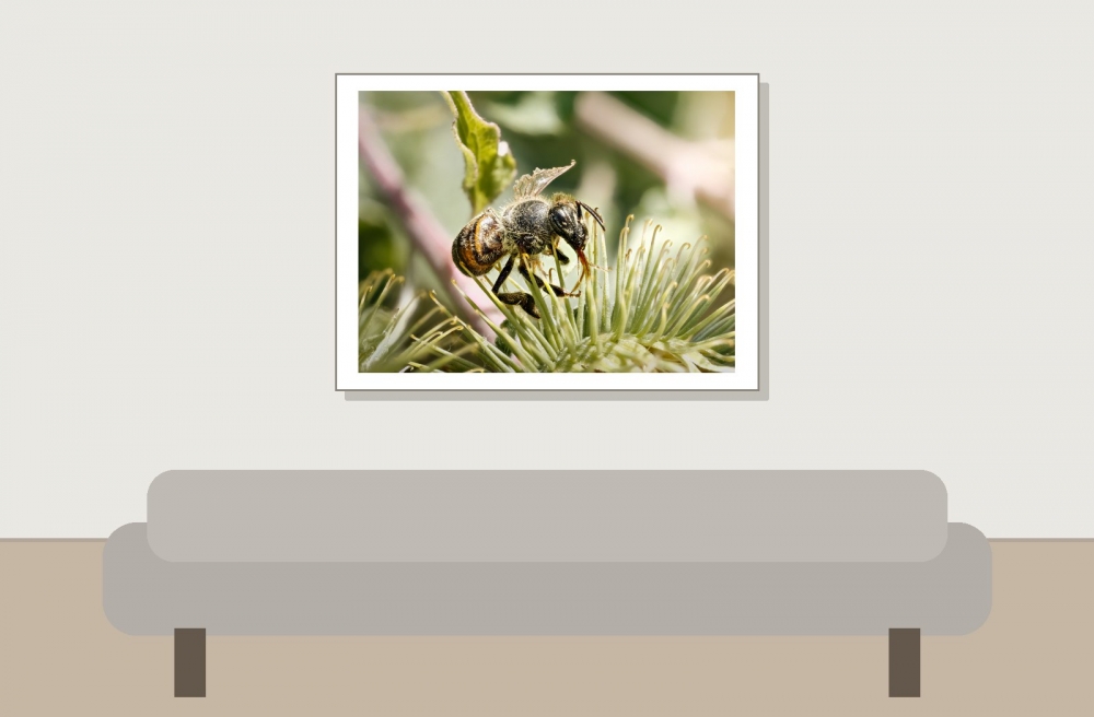 Apis Mellifera — Cheny
