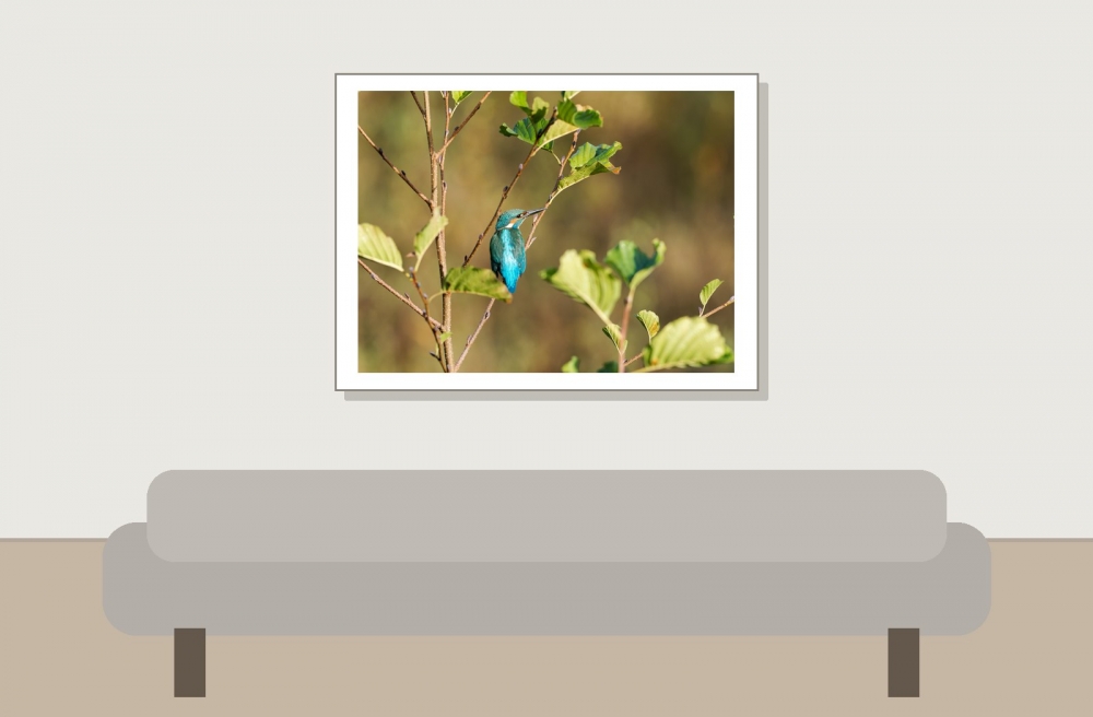 Alcedo Atthis 03 — Vergigny — 40 × 30 cm