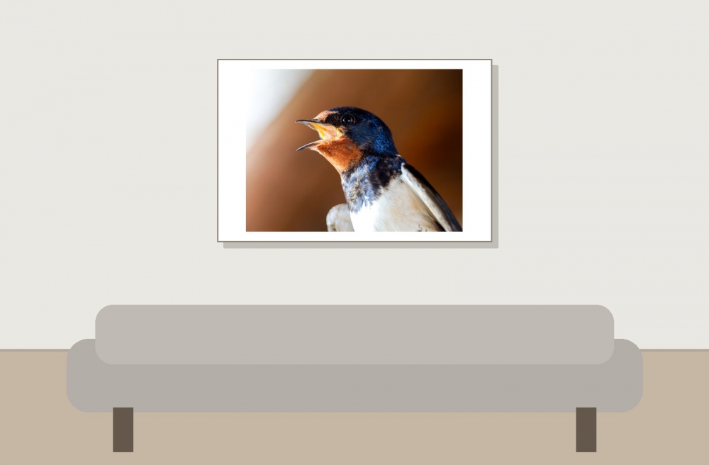 Hirundo Rustica — Rosnay — 60 × 40 cm