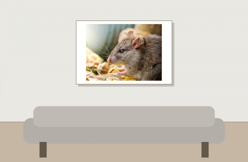 Rattus Norvegicus — Lisbonne 