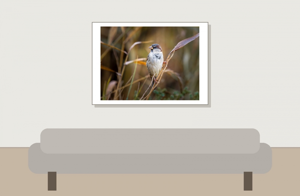 House Sparrow in 20251201 — 70 × 50 cm